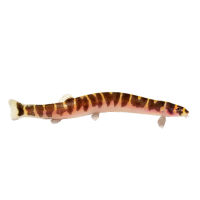 Imagem do produto Kuhli Loach